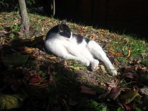 3fd2888a4d444cd7ceacc7ae48b3a575