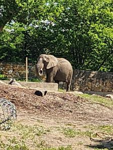 Messenger creation 222A3D59-4CF6-4410-A08E-96E1AE2A3BD0