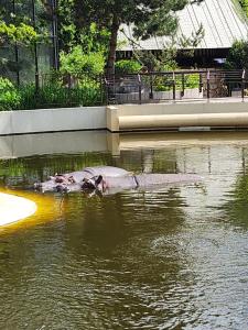 Messenger creation 31C66797-D529-4247-B0FD-E96FAA17BEE4