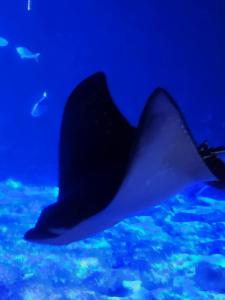 Messenger creation 5EE4A184-57C4-48ED-B780-FDC6FEBA7A25