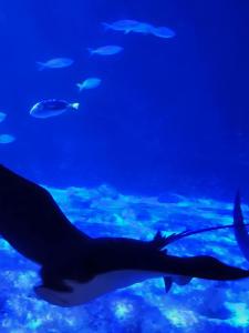 Messenger creation 7EF78956-A055-4729-8473-1930A9931933