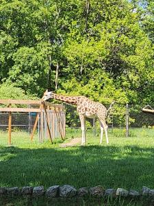 Messenger creation D93790C5-564A-48F8-8291-B7256F6AC9A3 (1)