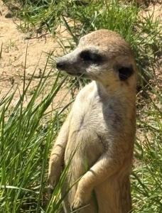 IMG 3170